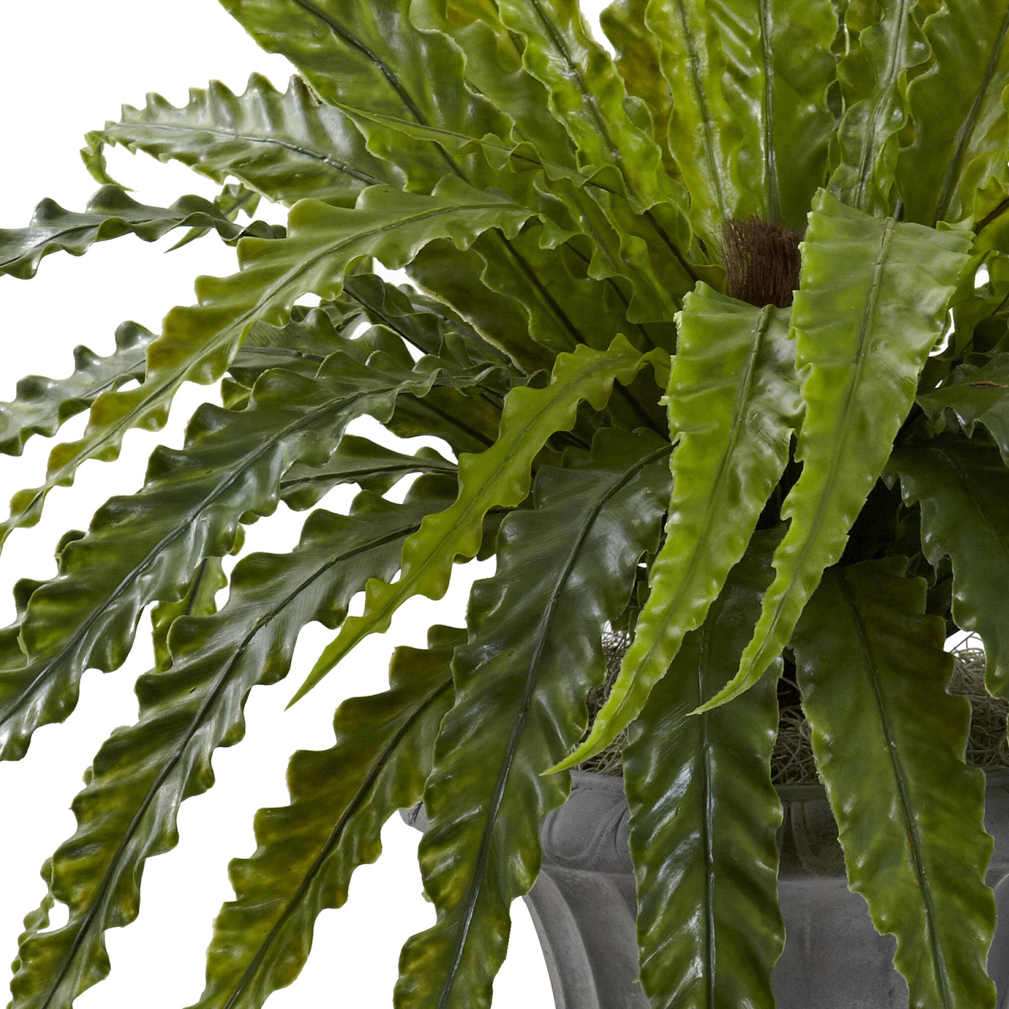 2.5ft. Birdsnest Fern with Urn